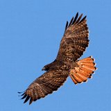 7231 Red-tailed Hawk